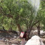 طرح مبارزه بیولوژیک با آفات جنگل های زاگرس در ۱۲ منطقه خوزستان در حال اجرا است