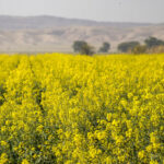 پیش‌بینی خرید بیش از ۶۰ هزار تن دانه روغنی کلزا در خوزستان