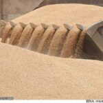 خرید گندم در خوزستان به ۲۱۰ هزار تن رسید