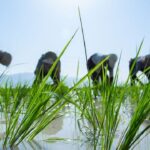 ممنوعیت ۱۰۰ درصدی کشت شلتوک در خوزستان؛ تمایل کشاورزان به کاشت برنج