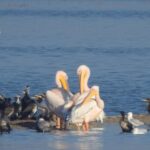 خشکسالی و تخریب زیستگاه‌های خوزستان پرندگان مهاجر را تهدید می‌کند