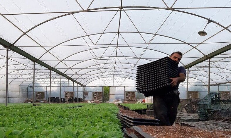 توسعه گلخانه‌ها درخوزستان از برنامه مصوب جلوتر رفت