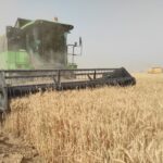 برداشت خوشه‌های طلایی گندم در شکرستان ایران آغاز شد