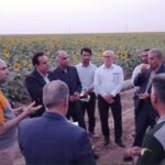 آبیاری قطره‌ای زیرسطحی نیشکر اقدامی دانش‌بنیان در افزایش بهره‌وری آب است/مدیرعامل نیشکر فارابی: کشت‌های غیرنیشکری در راستای سیاست‌های وزارت کشاورزی است