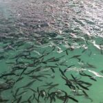 رهاسازی ۷۳۰ هزار بچه ماهی بومی در دریاچه سد تنظیمی گتوند