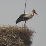 پایش و سرشماری آشیانه‌های “لک‌لک سفید” در شوشتر