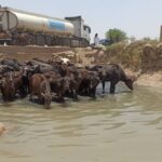 تانکرهای آبرسانِ نیشکر در راه روستاهای خوزستان