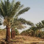 نخل‌های بی جان/ رگ نخل‌های خوزستان بریده شد