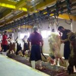 پلمب واحد تولیدی آلایش دامی و اطمینان از تولید گوشت قرمز استحصالی تحت نظارت‌های دامپزشکی