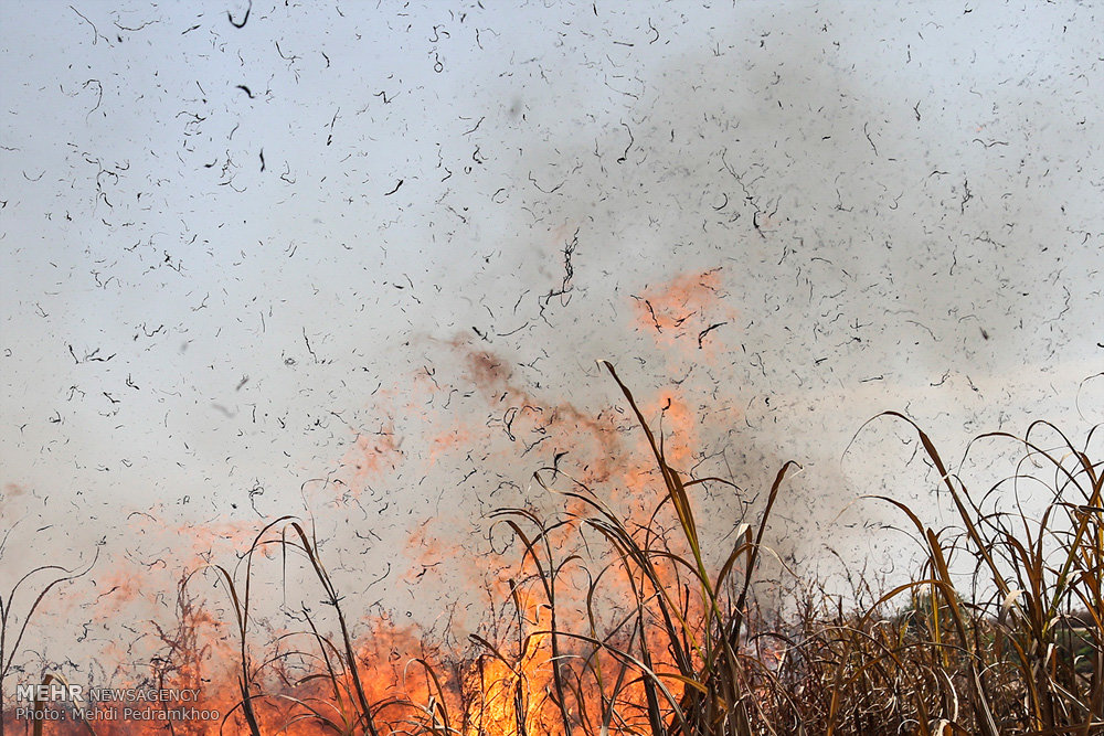 برداشت سبز نیشکر واجبی که فراموش شد