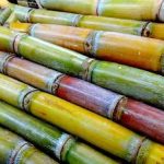 رونق گردشگری در صنعت نیشکر