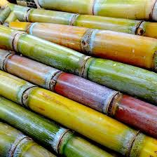 رونق گردشگری در صنعت نیشکر