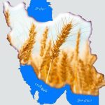 گندم خوزستان؛ دانه‌ی طلایی کشور