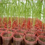 صرفه‌جویی ارزی و افزایش بهره‌وری با تولید ارقام جدید نیشکر